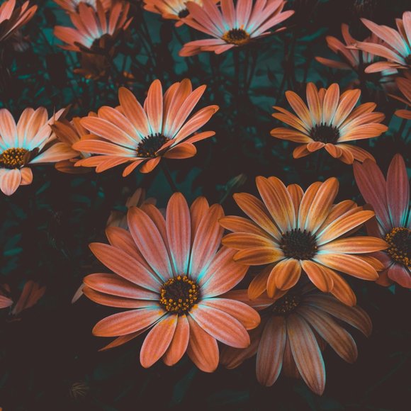 cc - Picture 6 of 16